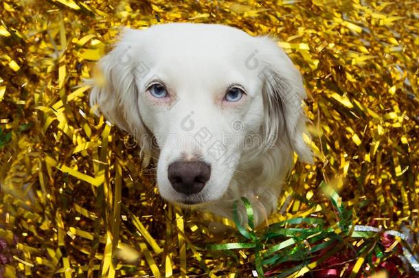 狗庆祝新的年,狂欢节或生日社交聚会和金色的