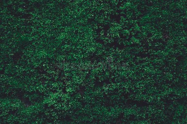 绿色的苔藓向老的c向crete墙.绿色的苔藓自然黑暗的绿色的向