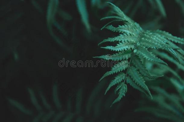 绿色的羊齿植物树叶模式背景.羊齿植物树叶自然黑暗的
