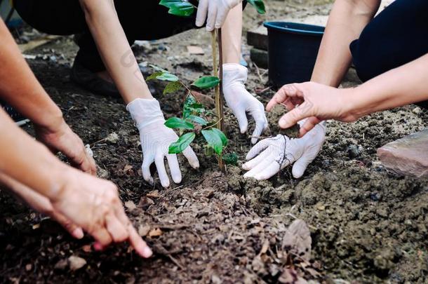 人手种植树向保护指已提到的人环境和生态的