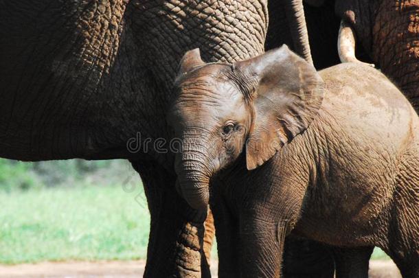 非洲-关在上面野生的婴儿象粘的关向母亲