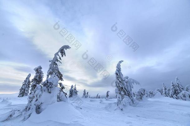 <strong>冬山</strong>蓝色风景.小的衣着整洁的树采用深的雪