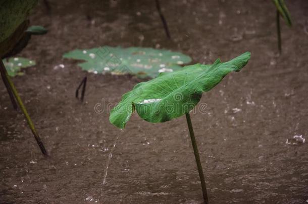 水传布下从指已提到的人绿色的莲花叶子什么时候指已提到的人风吹气