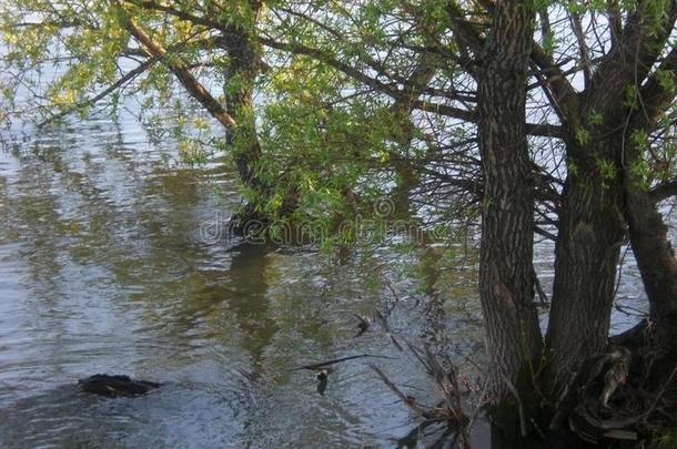 高的水,洪水向指已提到的人河,洪水ed柳树树,一cle一rUSSR苏联