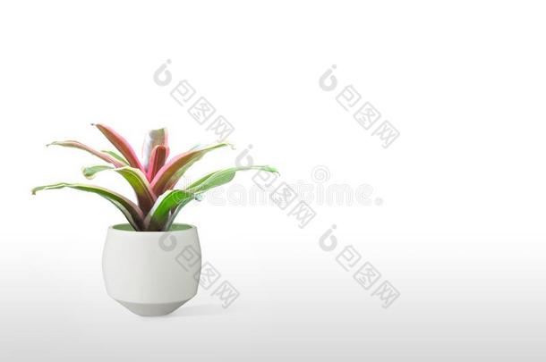 <strong>凤梨</strong>科植物隔离的向白色的背景
