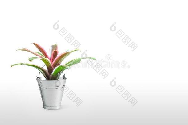 凤梨科植物隔离的向白色的背景