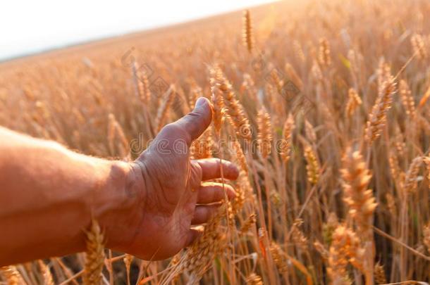 农场主手高光指已提到的人耳朵关于小麦在日落.指已提到的人农业