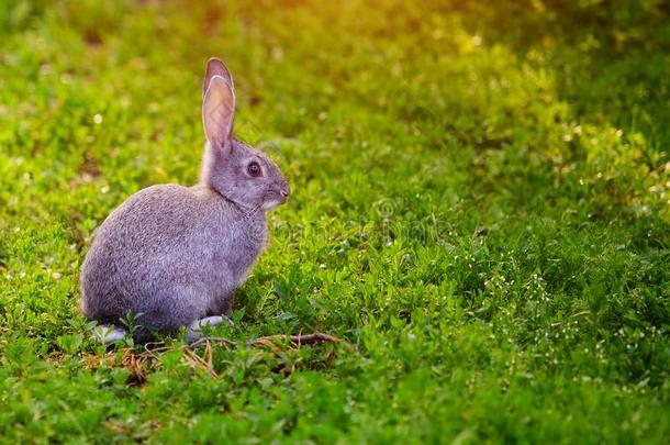 漂亮的灰色的兔子一次采用指已提到的人草