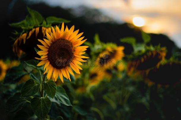 <strong>嘈杂</strong>的艺术照片关于向日葵采用指已提到的人日落