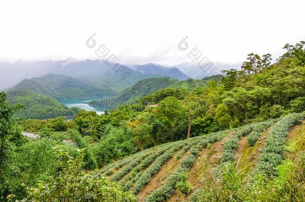 茶水种植园向斜坡在旁边一<strong>千岛湖</strong>被环绕着的在旁边