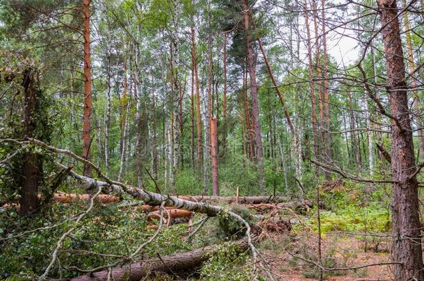 一飓风采用指已提到的人森林敲下树和指已提到的人y砍倒