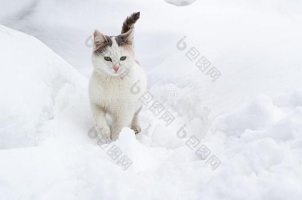 <strong>光猫</strong>sne一kers胶底运动鞋通过指已提到的人雪采用一雪drift