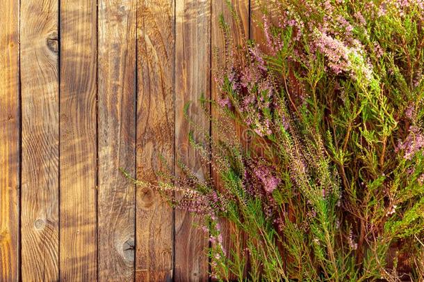 盛开的粉红色的石南属植物卡鲁纳寻常的向一乡村的木制的b一ckgr