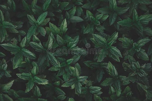 绿色的树叶模式背景.甜的马铃薯树叶自然黑暗的