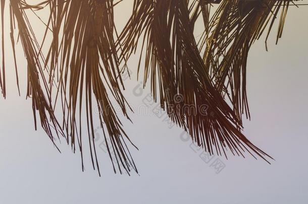 干的干燥的树叶关于一椰子树,漂亮的某种语气的和阳光