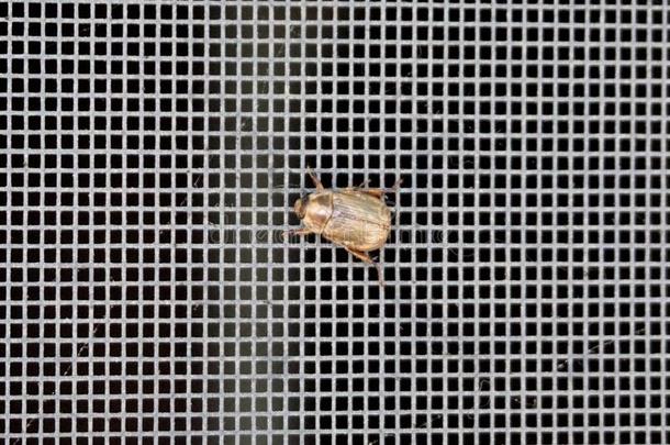 虚伪的日本人甲壳虫执着的向金属网孔屏幕