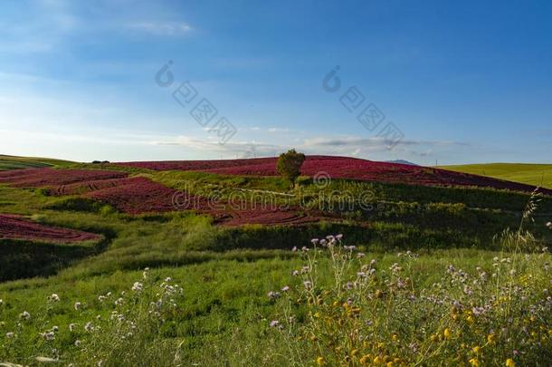 风景和红色的花关于蜂蜜花冠状岩<strong>黄芪</strong>向牧草地一