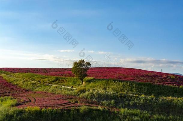 风景和红色的花关于蜂蜜花冠状岩<strong>黄芪</strong>向牧草地一