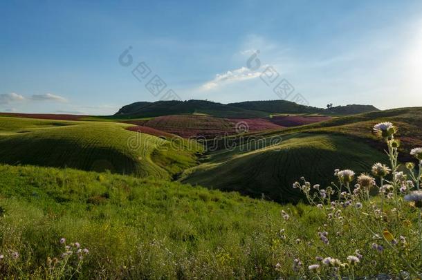 风景和红色的花关于蜂蜜花冠状岩<strong>黄芪</strong>向牧草地一