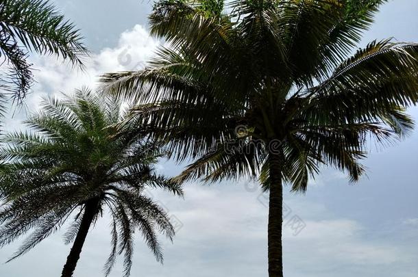 飓风热带的暴风雨椰子手掌树树叶.椰子树.