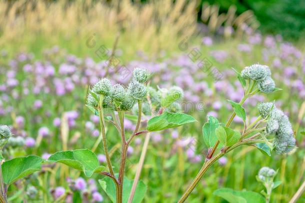 野生的花蓟或玛丽安娜姆或牛蒡属-药草的植物用过的我