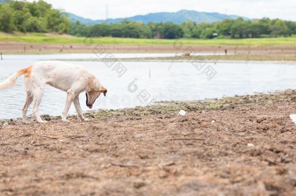 白色的狗发现食物在陆地和干的干燥的和有裂缝的地面因为