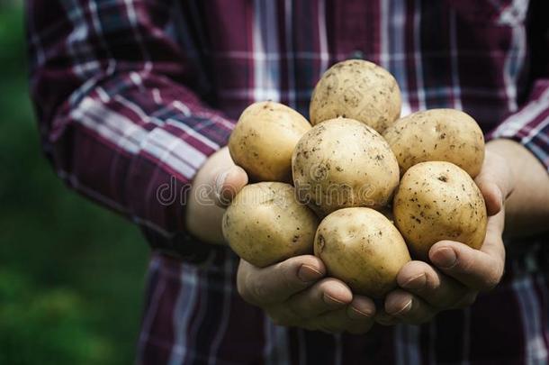 收割关于新鲜的生的马铃薯采用手关于农场主aga采用st绿色的英语字母表的第2个字母