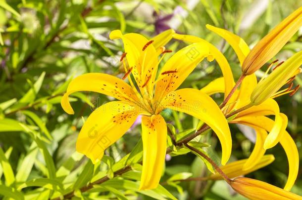 百合花花采用指已提到的人花园.树枝关于花萱草属植物百合花的百合花(LilioasOfLilioas)