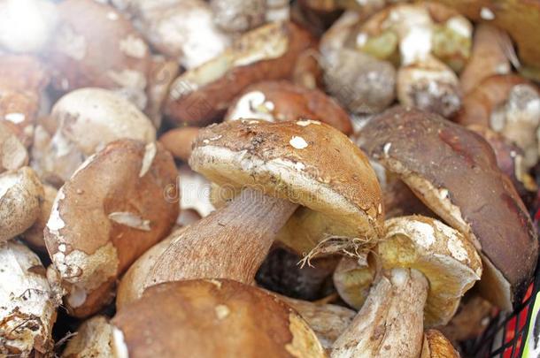 牛肝菌属真菌可以吃的蘑菇.森林真菌牛肝菌属真菌.自然后座