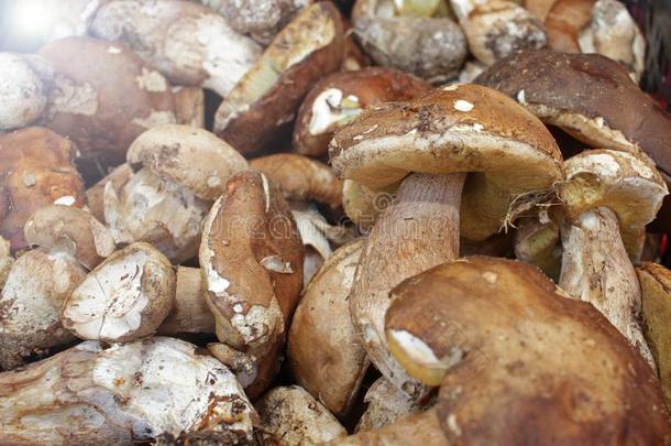 牛肝菌属真菌可以吃的蘑菇.森林真菌牛肝菌属真菌.自然后座