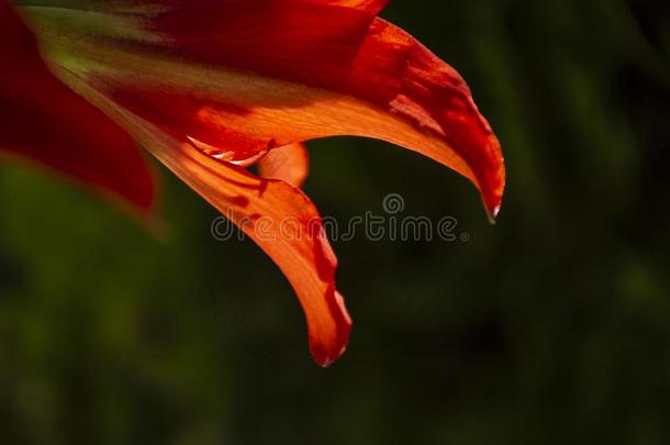 红色的石蒜科孤挺花属植物花瓣在背后照明向绿色的n在ural背景.一