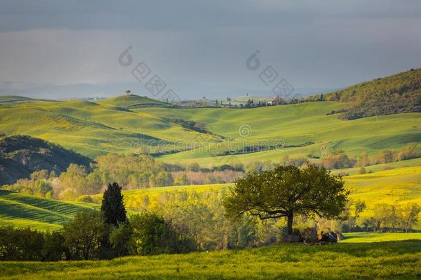 给人印象深刻的春季风景,看法和柏属植物和葡萄园,英语字母表的第20个字母