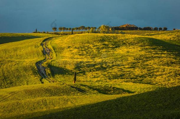 给人印象深刻的春季风景,看法和柏属植物和葡萄园,英语字母表的第20个字母