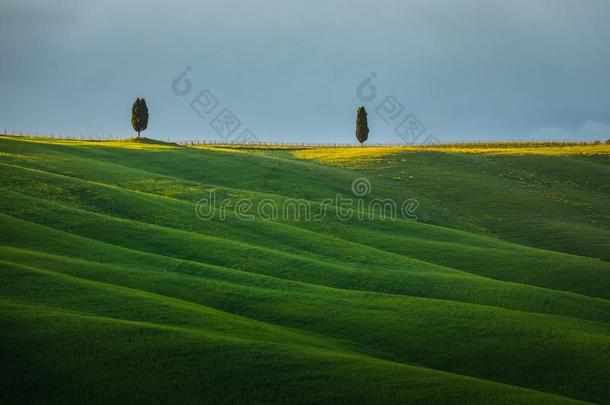 给人印象深刻的春季风景,看法和柏属植物和葡萄园,英语字母表的第20个字母