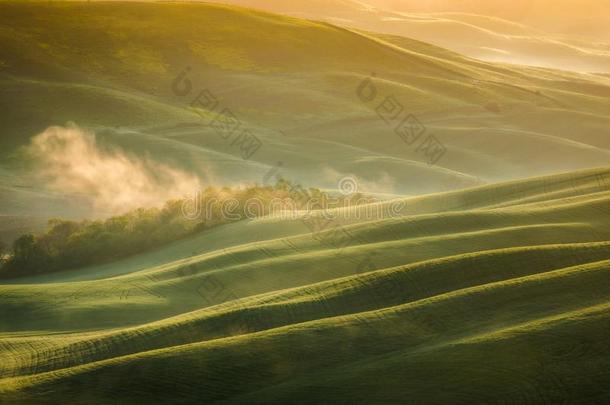 给人印象深刻的春季风景,看法和柏属植物和葡萄园,英语字母表的第20个字母