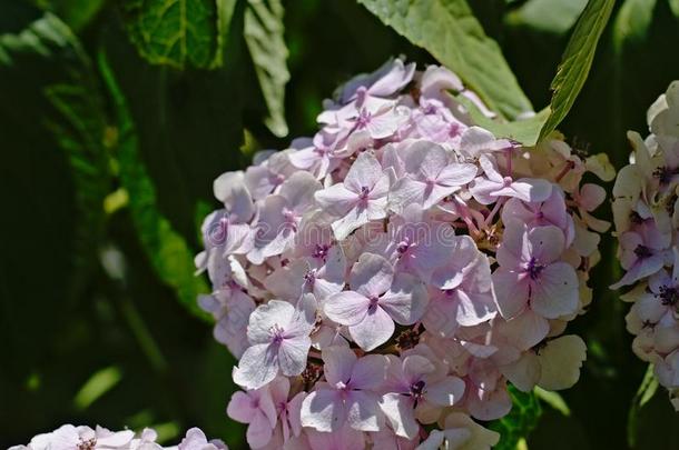 光粉红色的八仙花属花采用指已提到的人花园,特写镜头