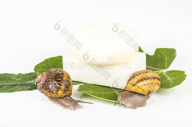 美容品使和蜗牛黏质物.很健康的和有机的生产