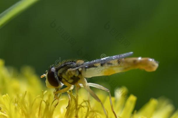 盘旋飞行,花飞或食蚜蝇苍蝇宏指令照片关于虫家庭