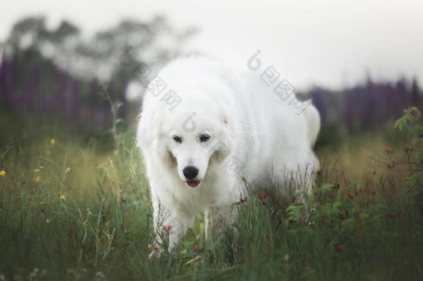 幸福的近海岸沼泽地牧羊犬.大的白色的狗产近海岸沼泽地no阿布鲁兹塞