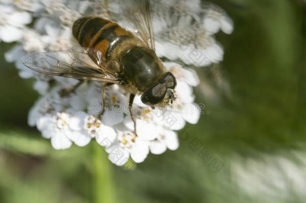 盘旋飞行,花飞或食蚜蝇苍蝇宏指令照片关于虫家庭