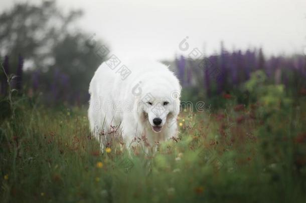 瞬眼近海岸沼泽地牧羊犬.大的幸福的白色的狗产近海岸沼泽地no水