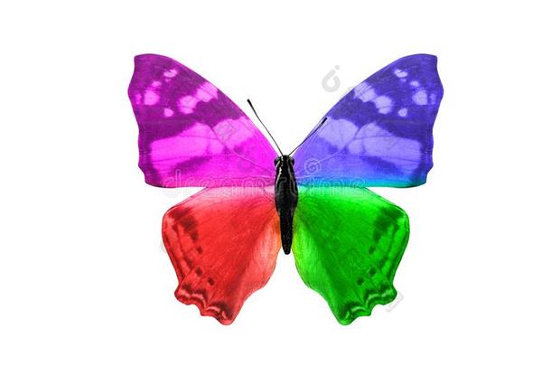蝴蝶隔离的向白色的背景.飞行章和紫色的,蓝色,