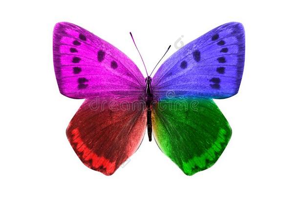 蝴蝶隔离的向白色的背景.飞行章和紫色的,蓝色,