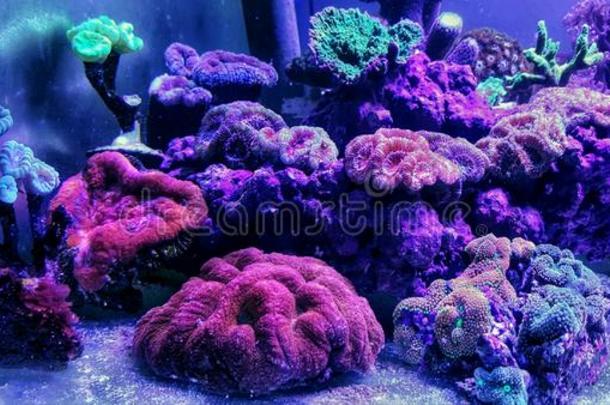 短的珊瑚<strong>虫</strong>多石头的珊瑚又<strong>叫</strong>做sinelesuperstite无后珊瑚