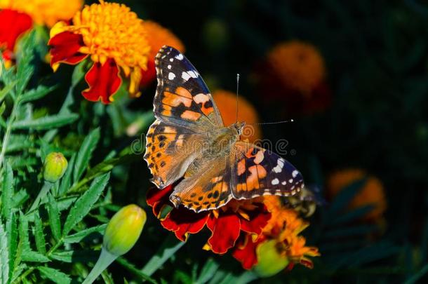 描画的女士蝴蝶,蛱蝶卡迪,成熟的向桔子万寿菊
