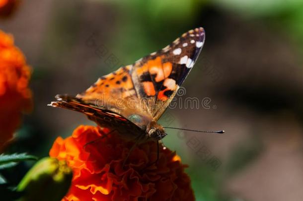 描画的女士蝴蝶,蛱蝶卡迪,成熟的向桔子万寿菊