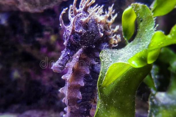 地中海的海马采用盐水的水族馆油箱-马头鱼尾的怪兽