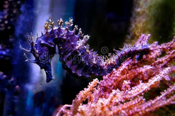 地中海的海马采用盐水的水族馆油箱-马头鱼尾的怪兽