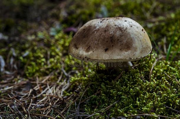 牛肝菌属真菌可食的可以吃的蘑菇采用指已提到的人森林