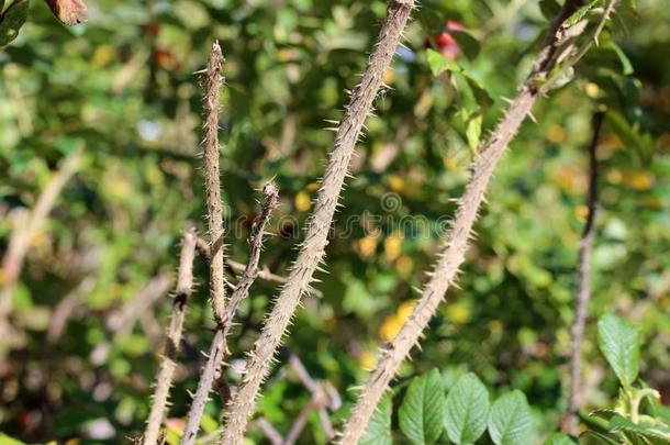 玫瑰臀部浆果灌木采用一特写镜头照片dur采用g一和煦的：照到阳光的F一llD一y